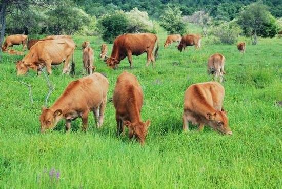 农村做什么赚钱?五个致富项目让你创业无忧-北