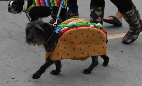 女生给狗化成老虎 条纹狗让路人忍俊不禁争相合影