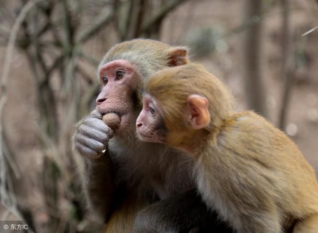 生肖猴:1980年是什么命?