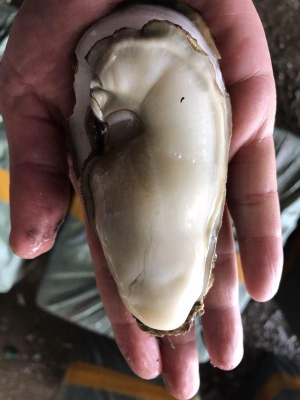 广东阳江特产之程村生蚝-北京时间