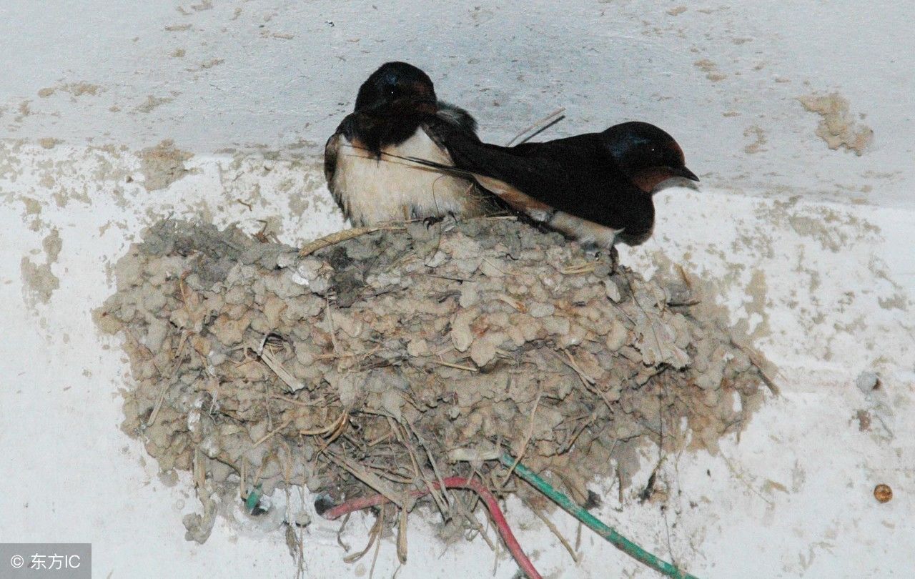 农村燕子在家里搭窝到底好不好?