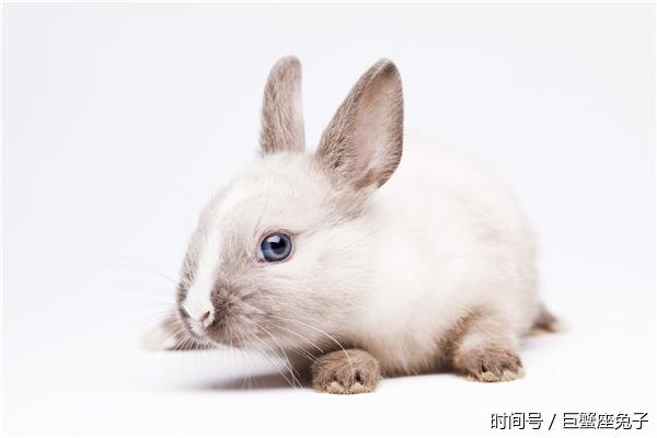 2018年属兔人如何旺事业运