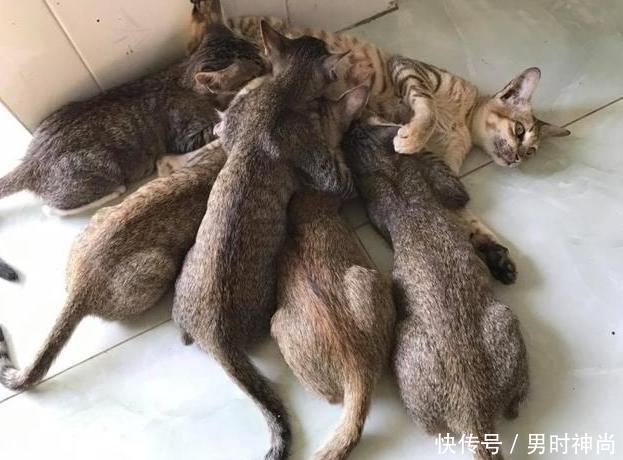 母猫每次喂奶,都是一幅生无可恋的样子,真是令