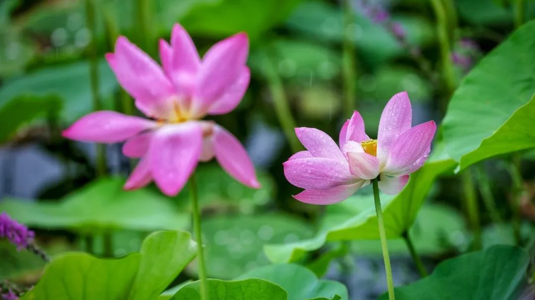 龙潭西湖“夏雨荷”,凭美貌出圈! 龙潭西湖“夏雨荷”,凭美貌出圈!