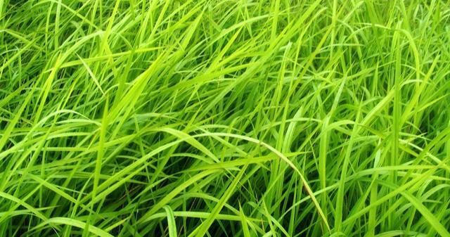 艰辛的打拼各有各的缘法,张强是一个不服输,奋起拼搏又跌落谷底的人