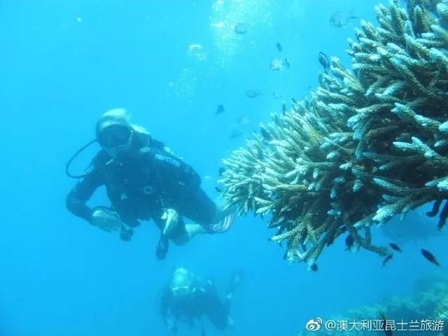 全世界真正的美人鱼哪里多?原来就在澳大利亚