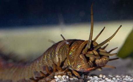 如果人类灭绝,谁会取代人类成为地球统治者?科