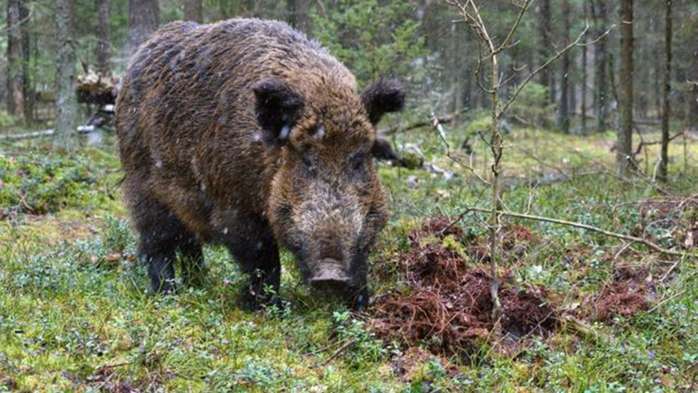2018年最赚钱的六个农业养殖项目, 您了解几个