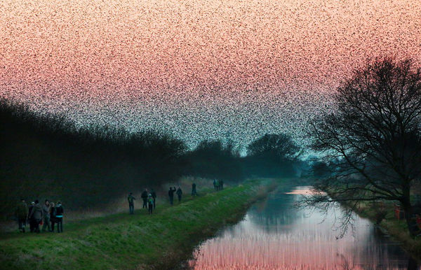鸟群从东欧飞往英国过冬 场面壮观犹如黑云遮