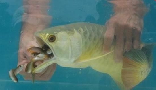 男子买的金龙鱼几天不张嘴, 用手掰开后发财了