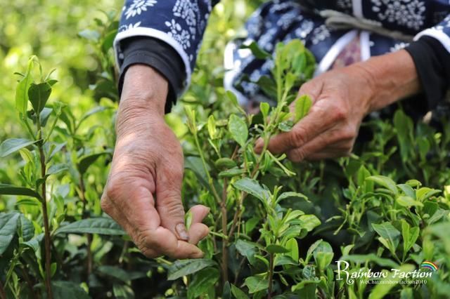 逃离沙尘雾霾,我在江西这个小镇的茶园中醉氧
