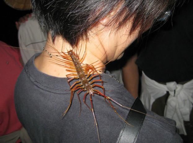 农村称这种多腿的虫子为蚰蜒钻到小孩耳朵里