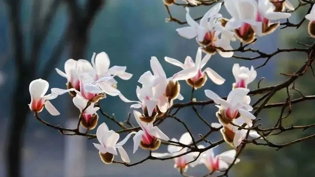 玉兰花开香飘京城,寻芳赏春正当时! 玉兰花开香飘京城,寻芳赏春正当时!