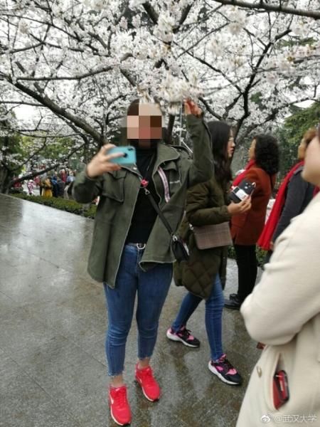 摇动樱花树惹武大学子众怒 不文明行为伤害的