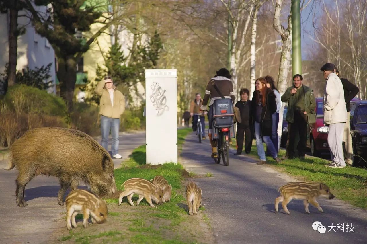 特别聚焦:动物也在城市化