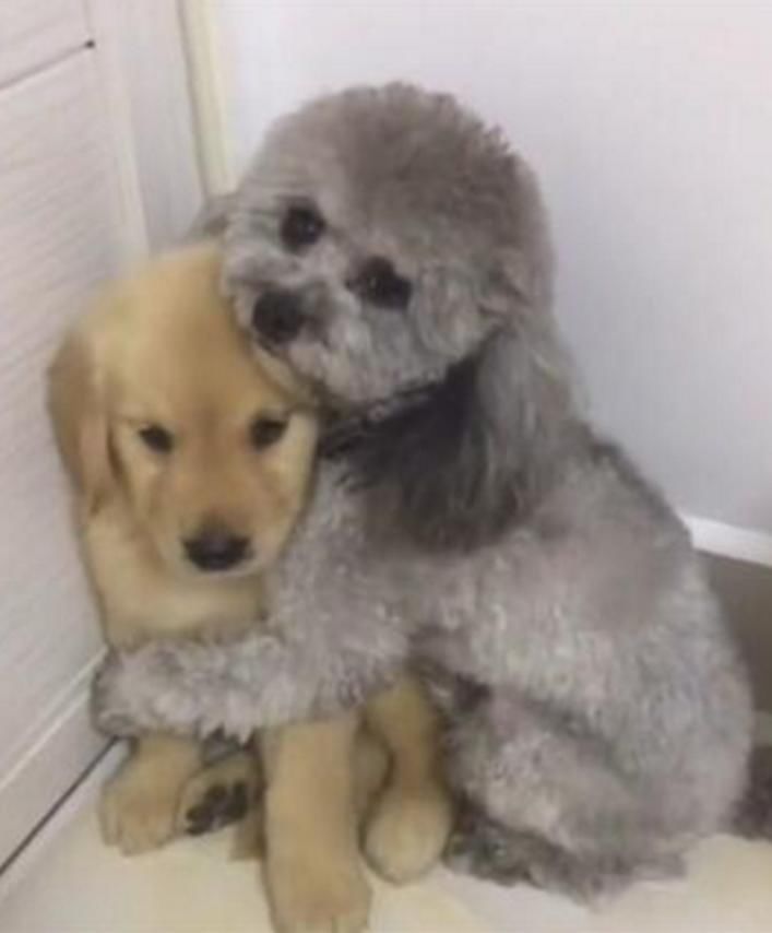 小金毛犯错遭主人教训,泰迪怕好朋友被打,紧紧