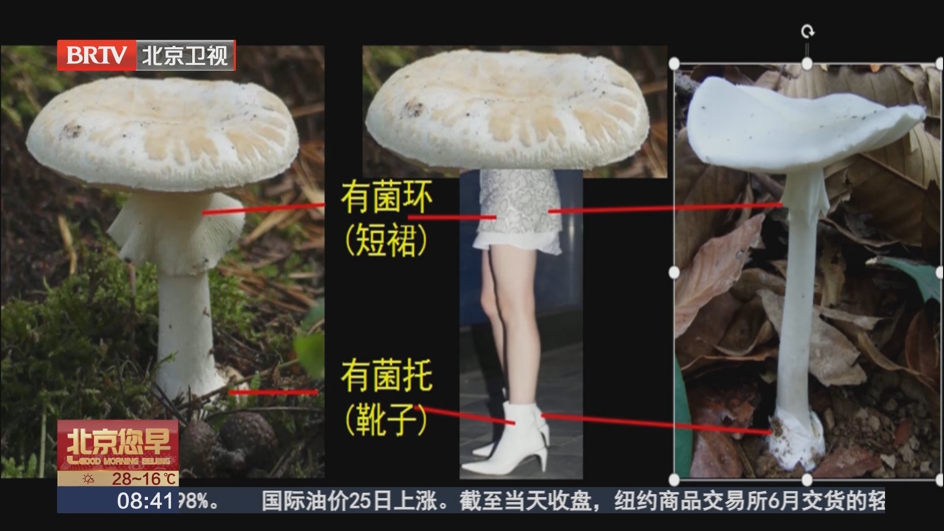 警惕“白毒伞” 中毒严重可致命_北京时间