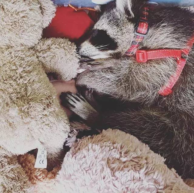 不爱出门的女孩遇见小浣熊之后.