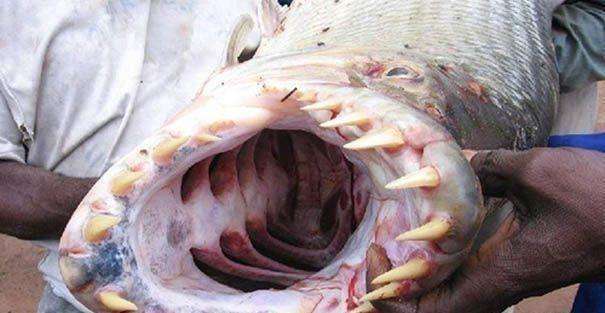 食人鱼源自巴西亚马孙河流域,被人称为水中的狼族,很多人都会弹鱼色变