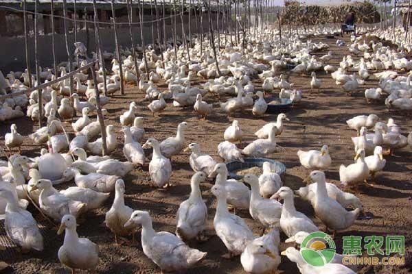 2018年养殖税怎么计算?有哪些项目要收税?