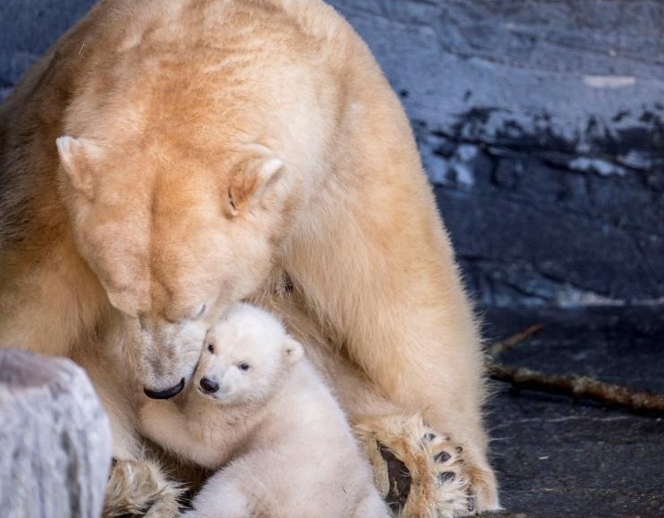 当地时间2月28日，一头北极熊幼崽首次亮相丹麦哥本哈根动物园，并与妈妈形影不离。