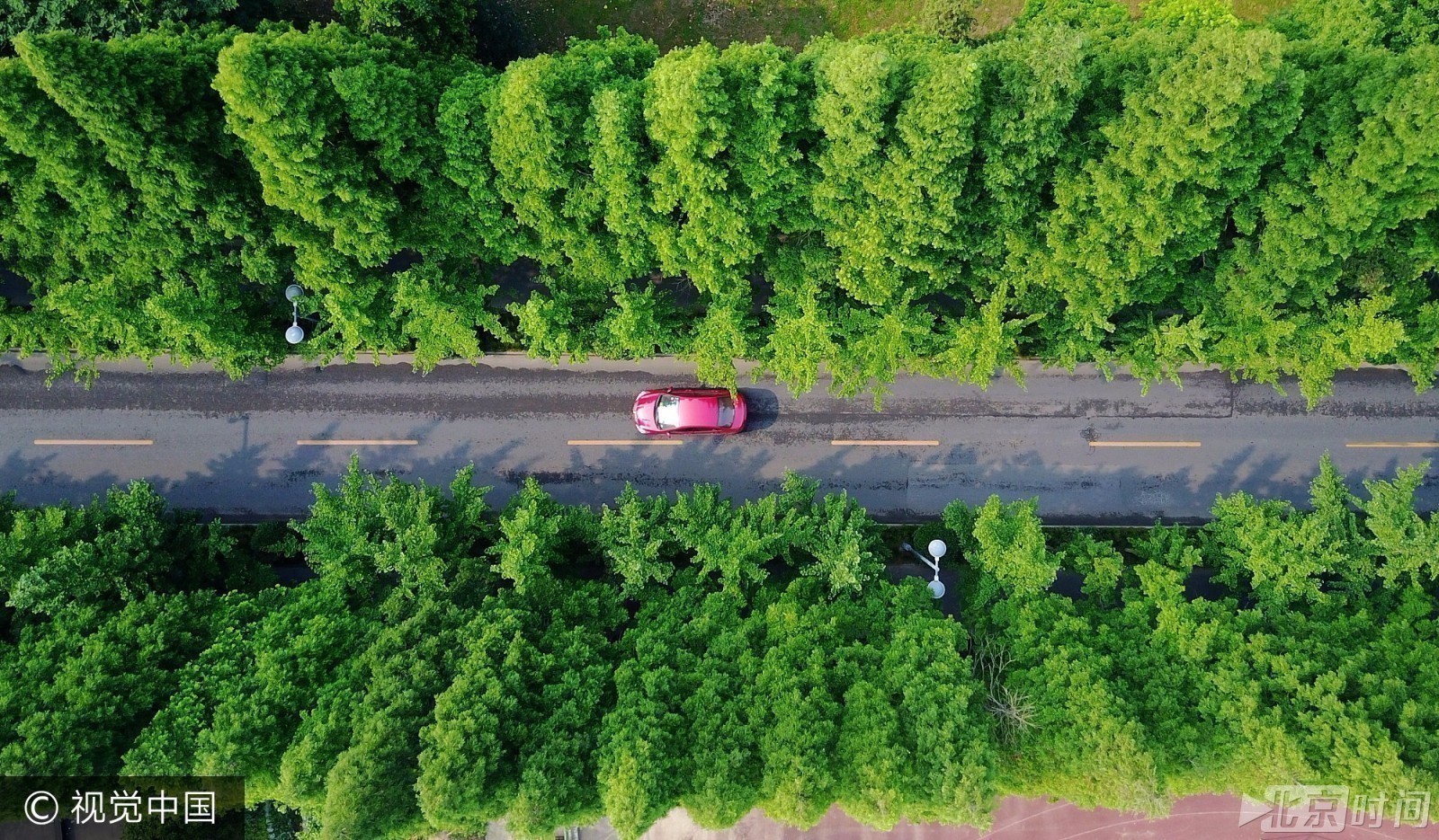 在扬州市街头,车辆行驶在"绿荫大道.