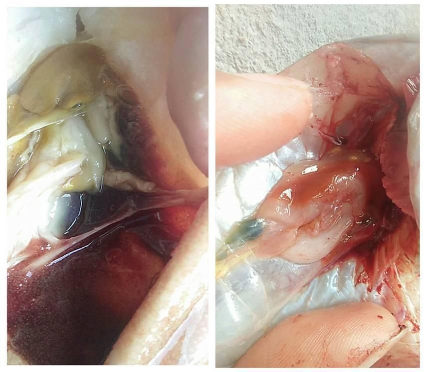 胆汁酸十天治愈石斑鱼脂肪肝的成功案例