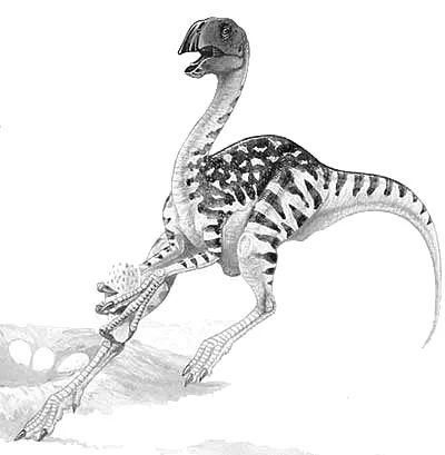 com 窃螺龙(conchoraptor) 是一种体型较小且没有头冠的窃蛋龙类,最初