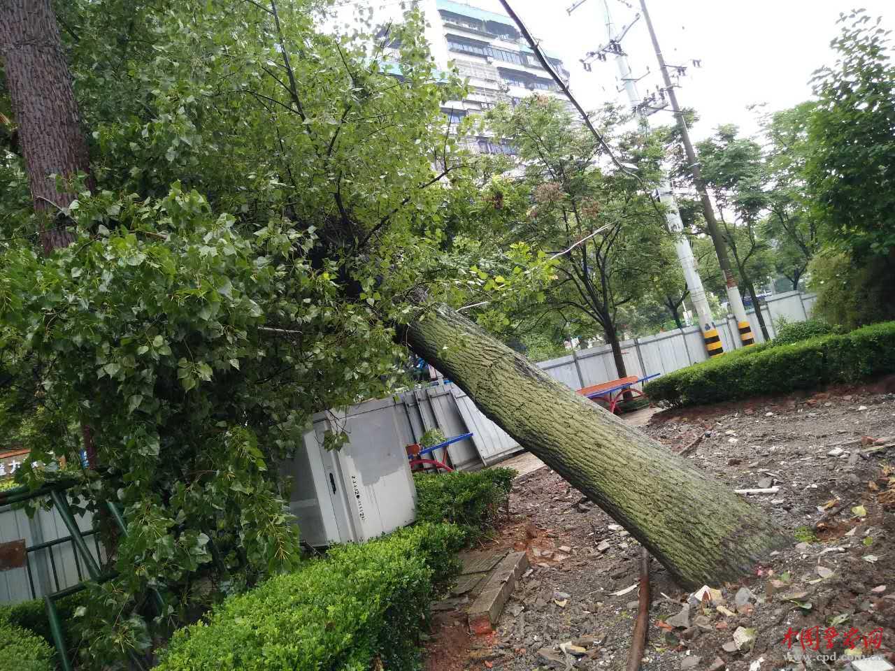 黄石暴雨至大树连根拔起 多部门联合紧急处置