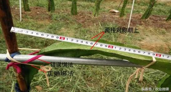 火龙果如何压条和留侧枝?压条选择时机要准确