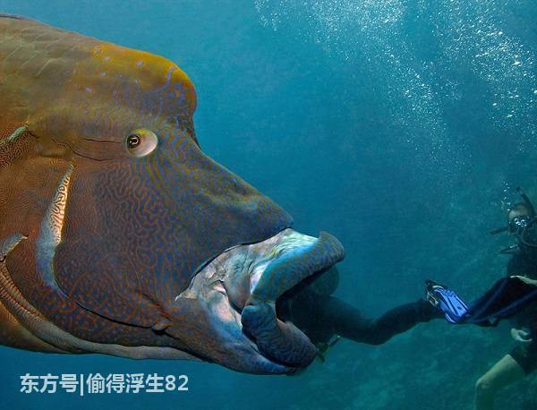 水中"怪兽"可变性,上演"大吞活人",潜水员表情惊悚!