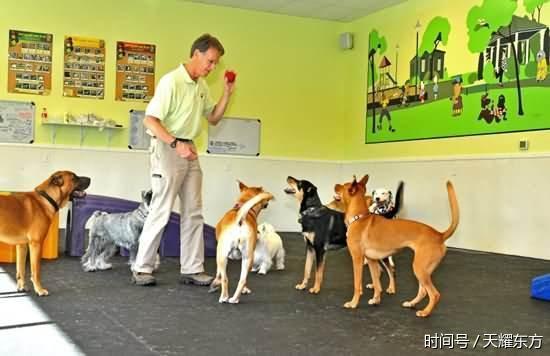 2018年中国宠物行业市场前景分析及中国宠物