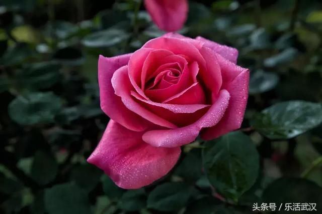 武汉东湖畔里藏着小幸运的神秘玫瑰庄园!