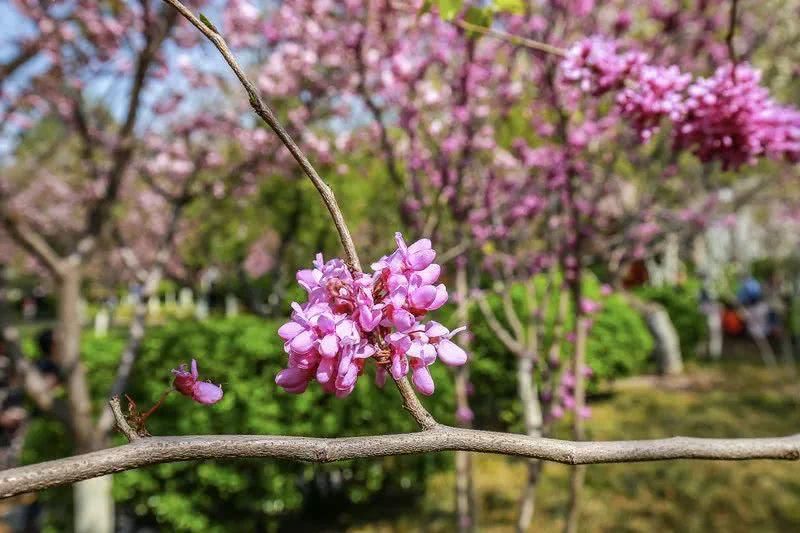 阿萌旅行日记第53篇:济南的春天,错过可就太可