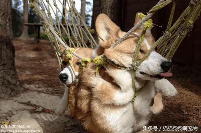 这是什么东西,给我脸都挤变形了