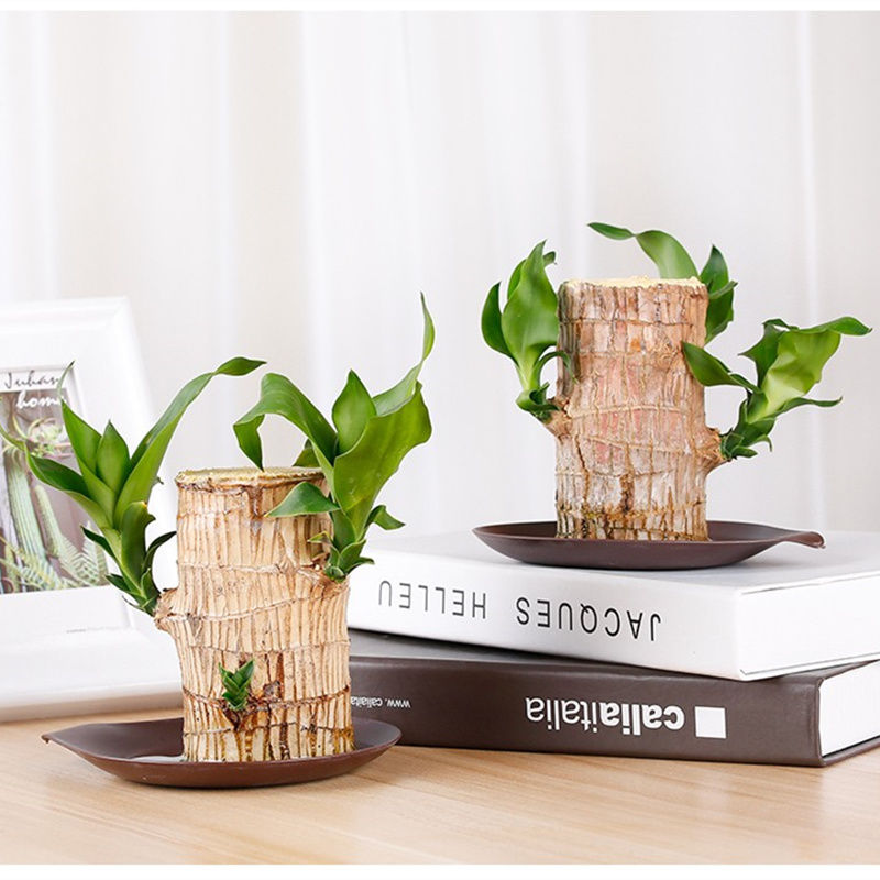 嫂子到日本旅游,把富士山的照片发朋友圈,亲戚