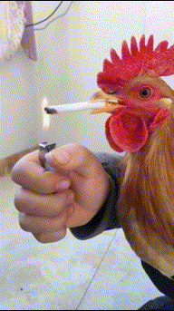 一只会抽烟的公鸡