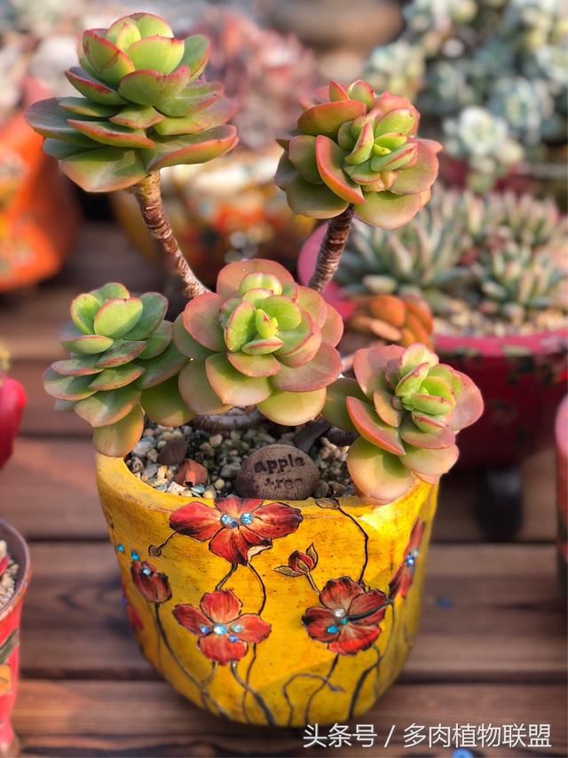 多肉植物有毒,看完这些美多肉还没中毒的一定