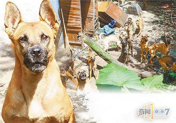 爱狗男子猝死家中遭爱犬分食,住二楼侄女竟毫不知情! 爱狗男子猝死家中遭爱犬分食,住二楼侄女竟毫不知情!