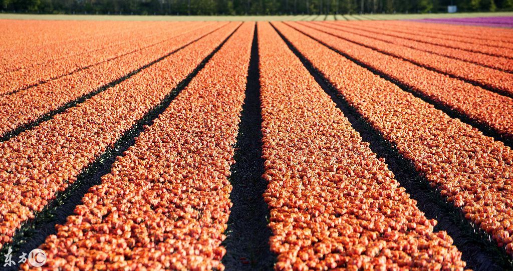 关于荷兰郁金香的美丽传说:浪漫国度的象征,梦