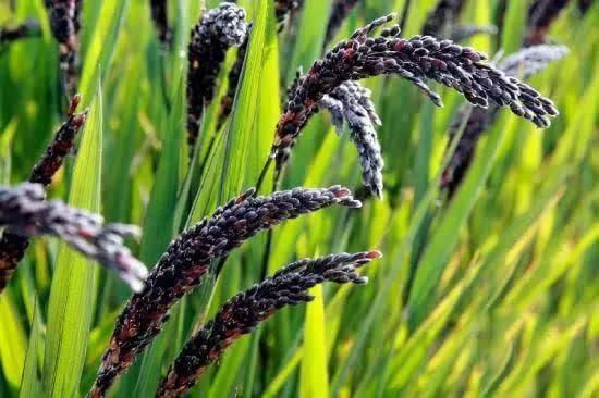 黑米有什么营养价值,4类人要常吃,2类人千万不