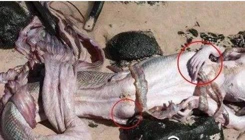 西方童话中,传说的美人鱼究竟是真是假?