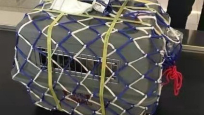 怎样携带宠物回家过年?这些准备需要提前做 怎样携带宠物回家过年?这些准备需要提前做