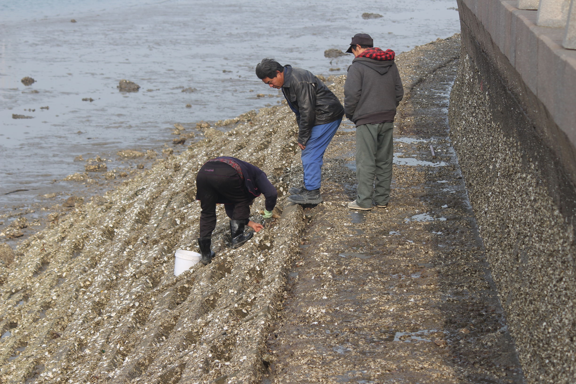 原来生蚝生吃可以壮阳,初一、十五退潮后遍地