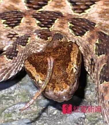 青城山下现神奇独角蛇 网友:可能成精 青城山下现神奇独角蛇 网友:可能成精