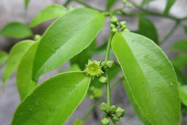 为多年生蔓性小灌木.生于山野,沟边,坡地,坑边.伸根藤味微甘,涩