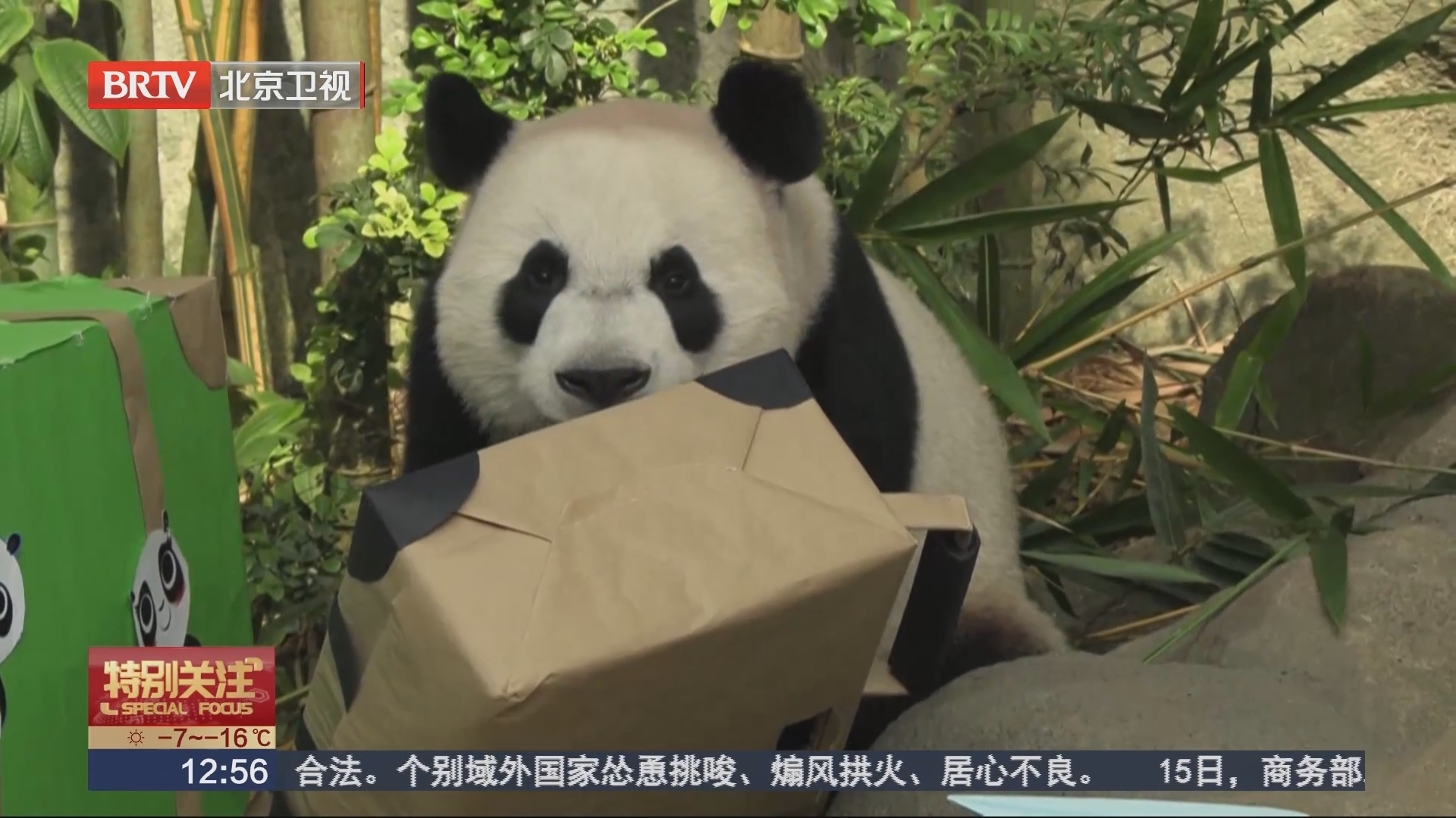 旅美大熊猫回国后首次亮相-搜狐