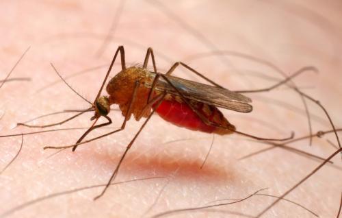 如果蚊子真的灭绝了?会给我们造成影响吗?答