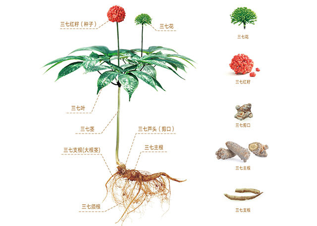 吃一堆药,不如每天一勺三七粉!一种用量,治一种