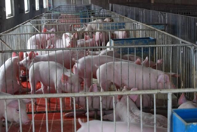 2018年上台环保税的新政策,养猪的朋友要注意